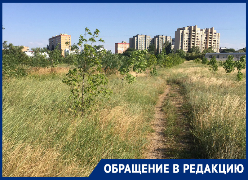 Высокая трава в парке «Молодежный» вызывает опасения у жителей Волгодонска