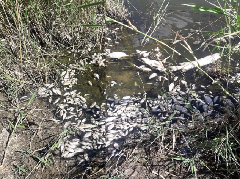 В реке Сал в Дубовском погибли щуки и караси