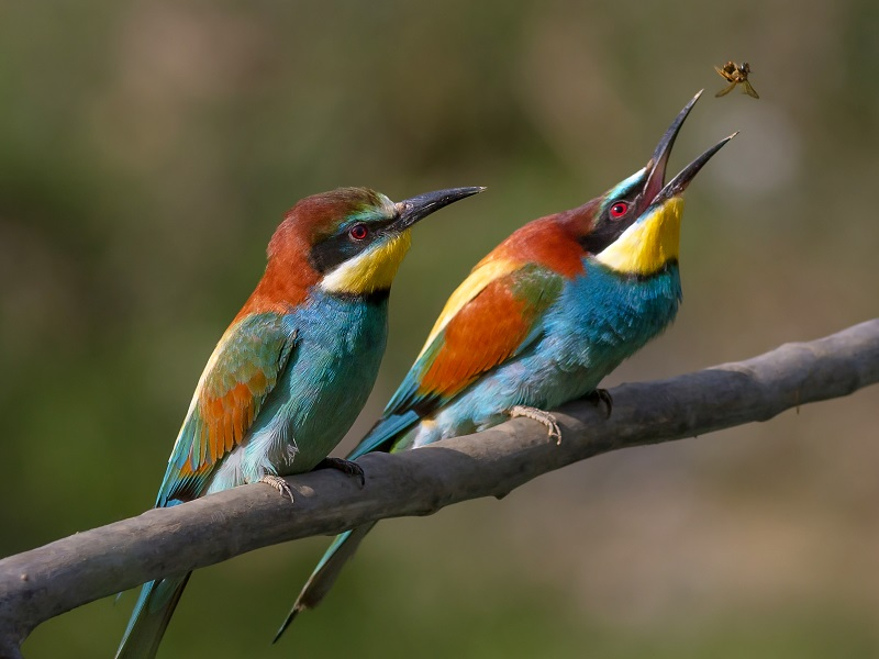 Как яркие «донские попугаи» охотятся на пчел и радуют волгодонцев