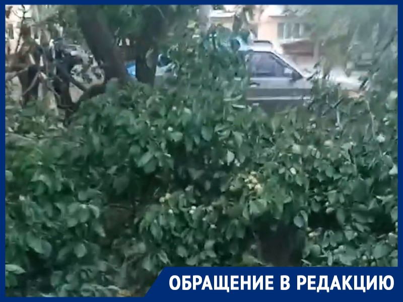 Сухое дерево упало на ребенка во дворе старой части Волгодонска