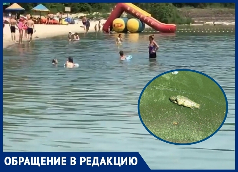 «Добро пожаловать на Цимлянское водохранилище»: местные жители боятся заходить в воду из-за дохлой рыбы