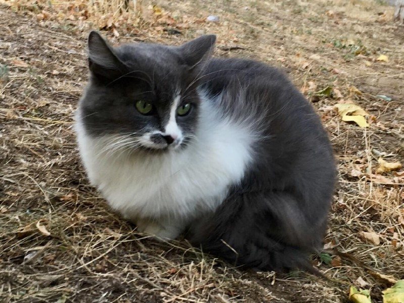 Живет там, где не любят животных: в Волгодонске кошке ищут дом