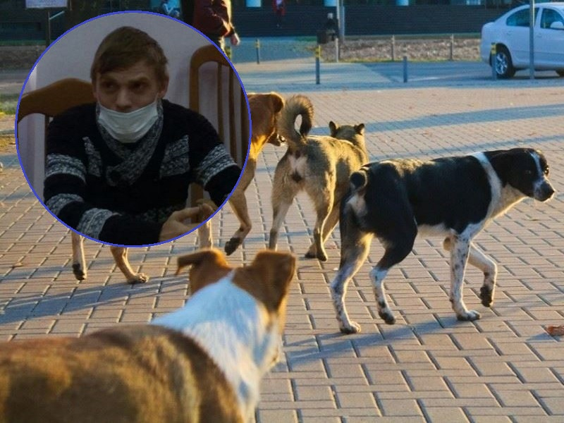 Волгодонск отказался от годового контракта по отлову собак