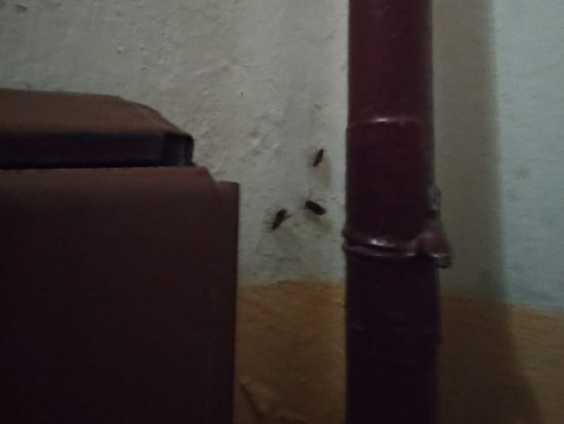 В Волгодонске тараканы из-за высокой жары стали активно мигрировать в квартиры