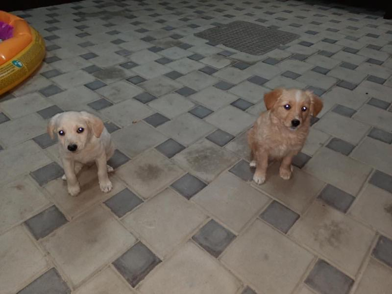 Два очаровательных «плюшевых» щенка ищут дом и любящих хозяев в Волгодонске