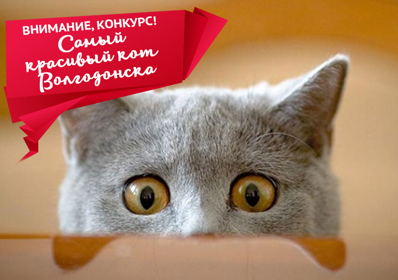 Голосование в конкурсе «Самый красивый кот Волгодонска» стартует 30 марта