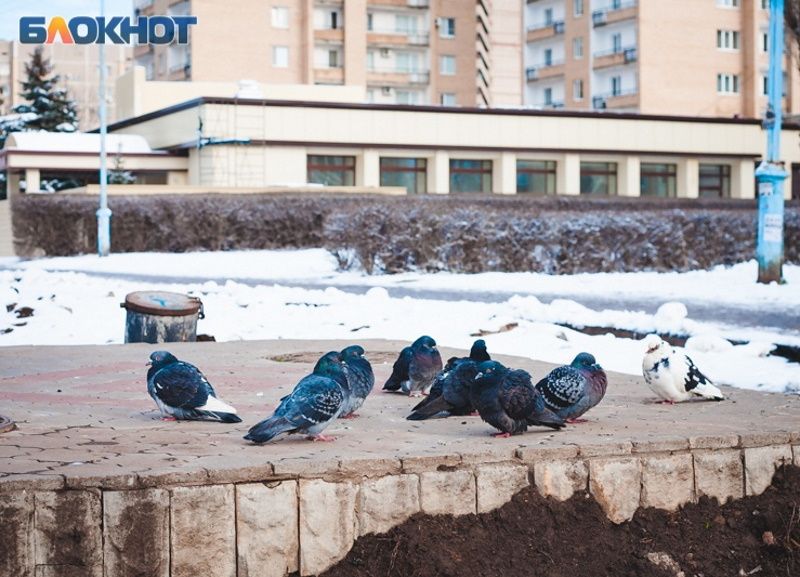 Морозная погода и сильные порывы ветра ожидаются в Волгодонске сегодня