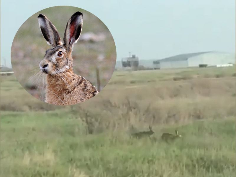Брачные игры веселых зайцев в степях под Волгодонском сняли на видео