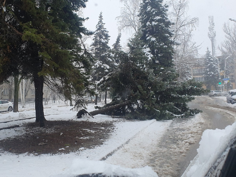 Аномальная погода в Волгодонске привела к падению дерева на проезжую часть