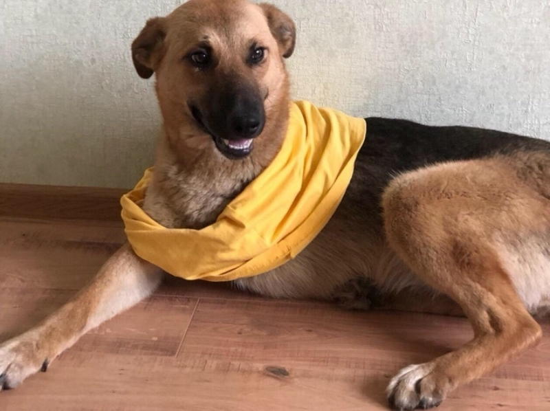 В Волгодонске спасли от гибели собаку без одной лапы