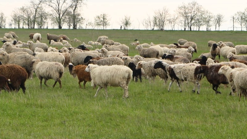 Пять лет тюрьмы за кражу восьми овец грозит 28-летнему жителю Дубовского района