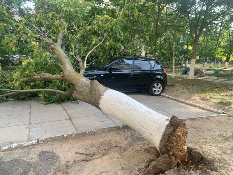 Дерево упало на два припаркованных автомобиля в новой части Волгодонска