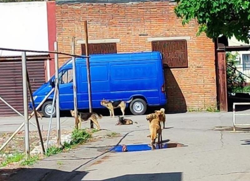 «В районе школы № 8 отловлены 2 бездомные собаки, работы продолжаются»: ДСиГХ