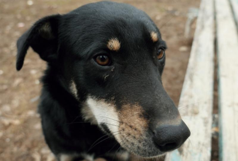 В Волгодонск повторно позвали ловцов собак со всей Ростовской области