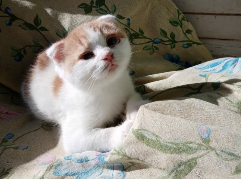 Котенка-метиса выбросили на теплотрассе в Волгодонске