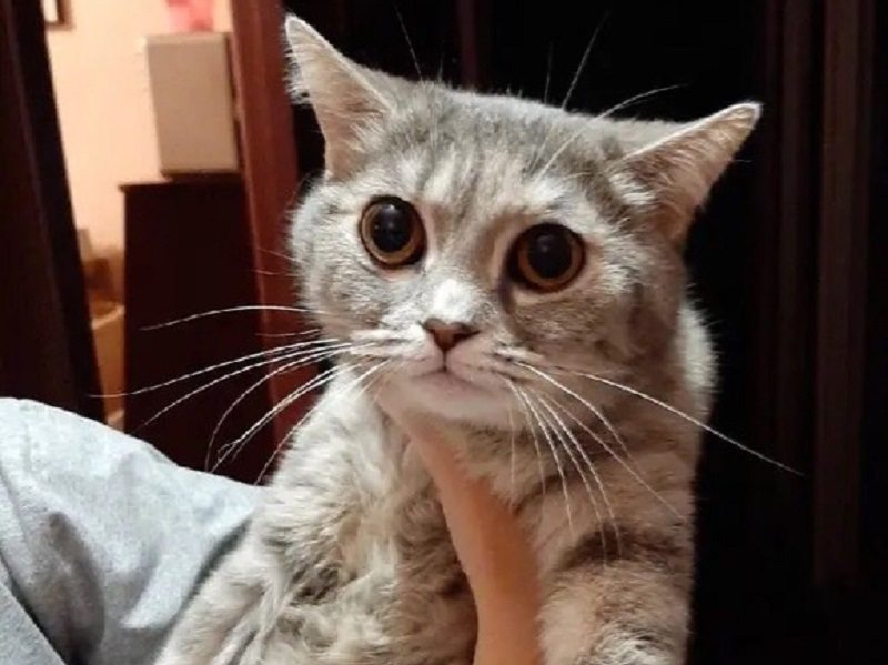 В Волгодонске ищет дом кошка с огромными глазами с В-16