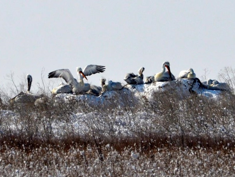 Пеликаны в снегу: как птицы и животные выводят потомство в холодном марте