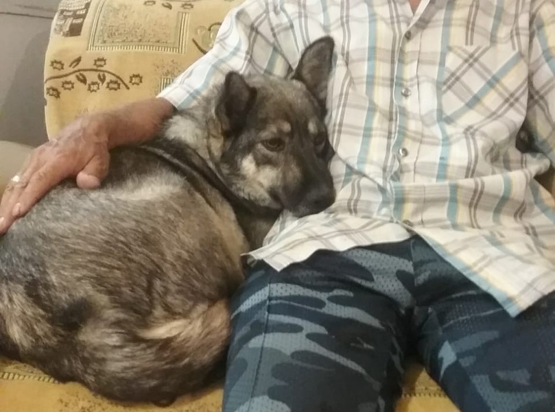 Волгодонцы спасли жизнь собаке с намотанной на лапу проволокой