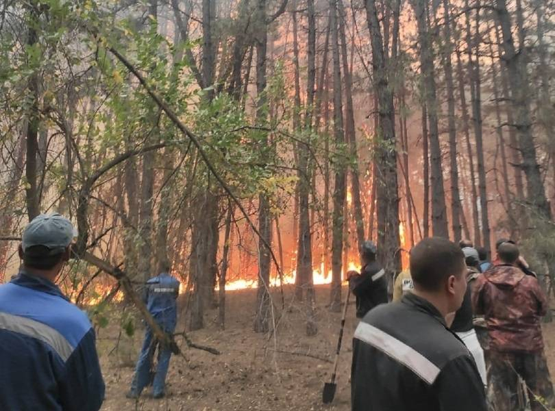 Лесной пожар под Цимлянском возник после столкновения угнанной легковушки с корягой