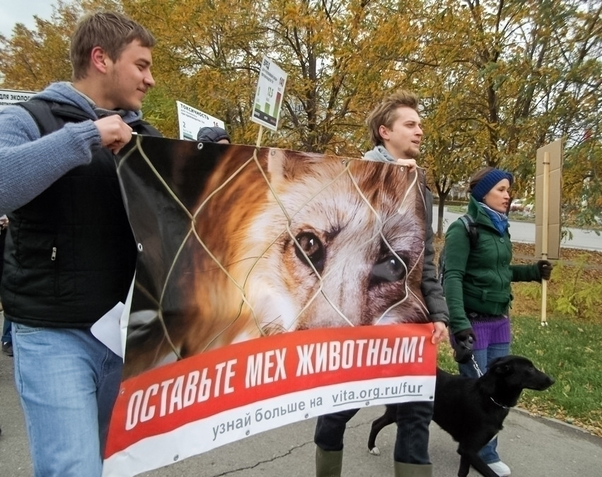 Волгодонцам рассказали, что «лисьи» шубы делаются из собак, а «норковые» - из кошек