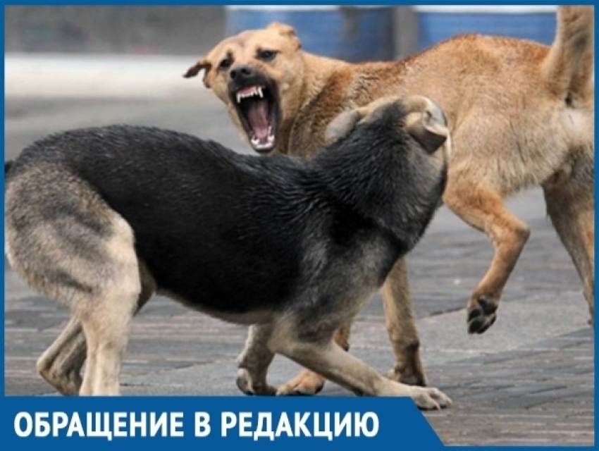 Жители Волгодонска готовы устроить самосуд ради борьбы с безнадзорными животными