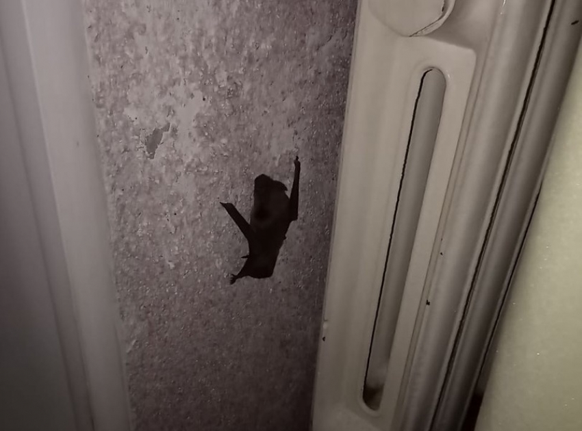 В Волгодонске летучие мыши атаковали МКД и загнали кошек под ванну