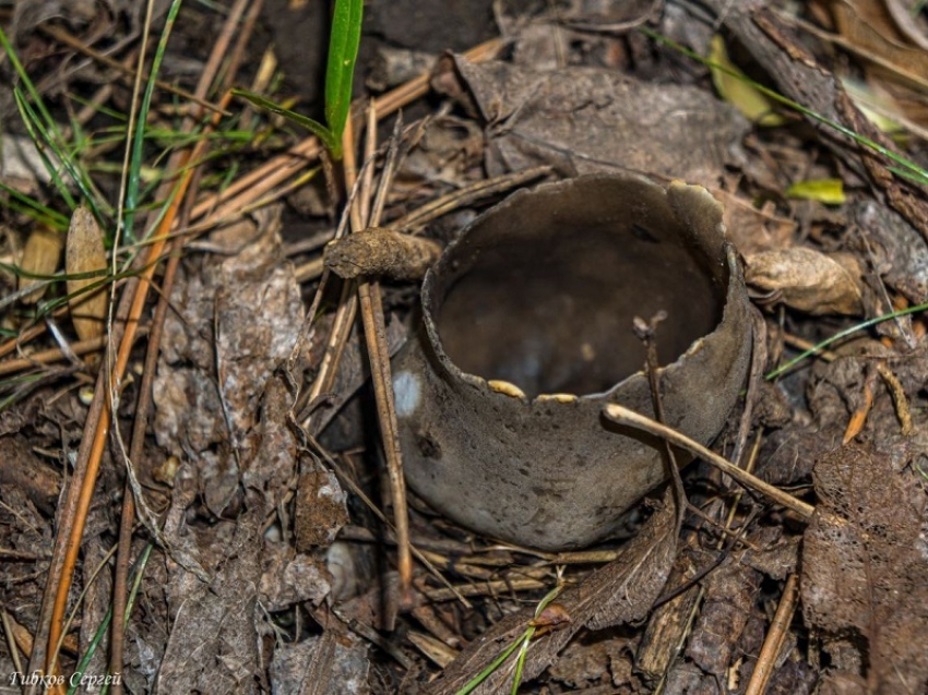 Поляну устрашающих ведьминых грибов из фильмов ужасов обнаружили на окраине Волгодонска 