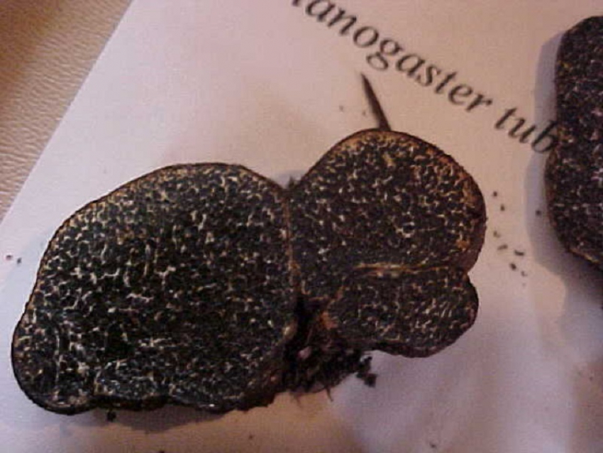 Под Лозным обнаружили пахнущий кожей гриб псевдотрюфель