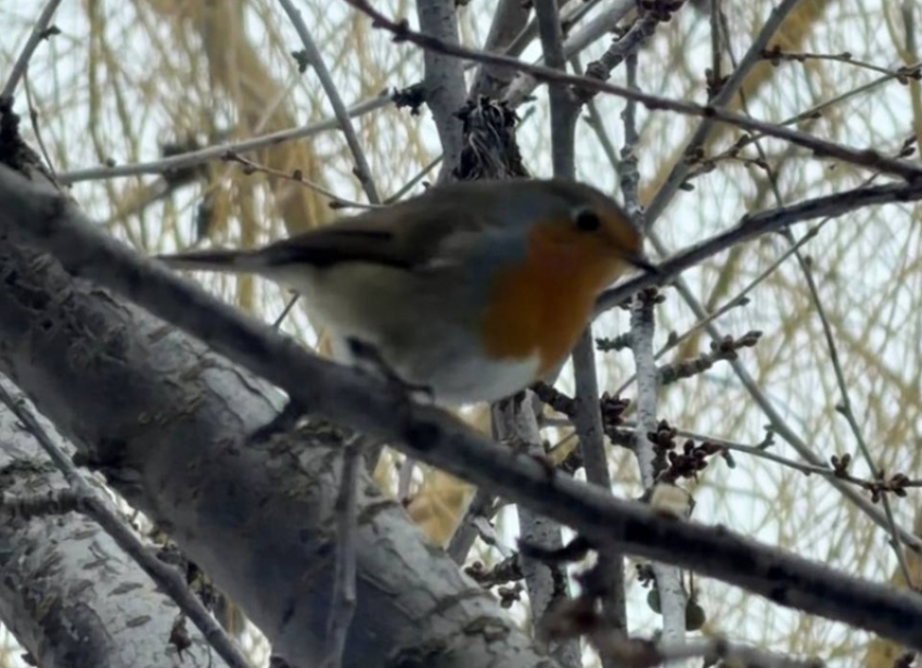Похожи на снегирей, любят людей и красиво поют: малиновые зарянки прилетели на «Поплавок»