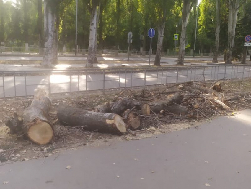После публикации в «Блокноте» спилили опасное дерево на Ленина