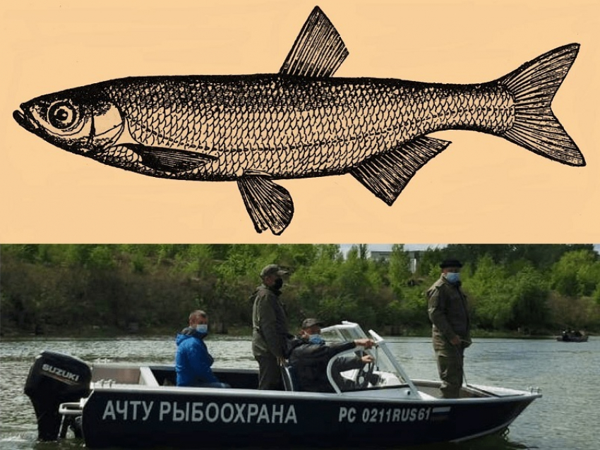 Под Волгодонском могут разрешить вылов вкусной «царской рыбы» 