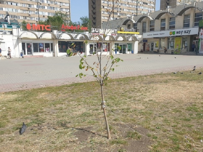 Волгодонцев призвали отказаться от «пиратской» посадки деревьев