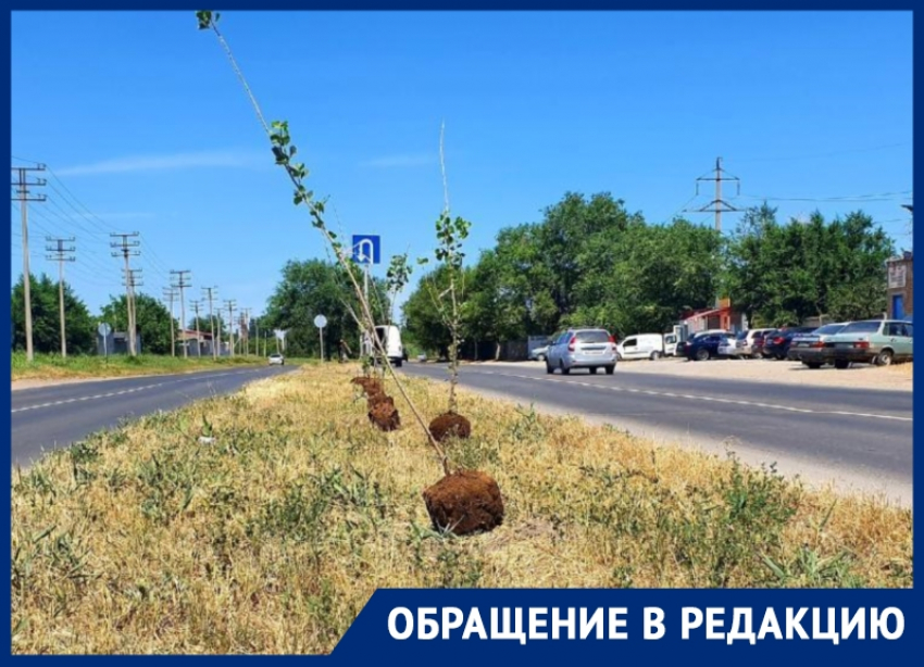 «Нельзя сажать деревья на разделительной полосе»: волгодонец о тополях на улице Прибрежной