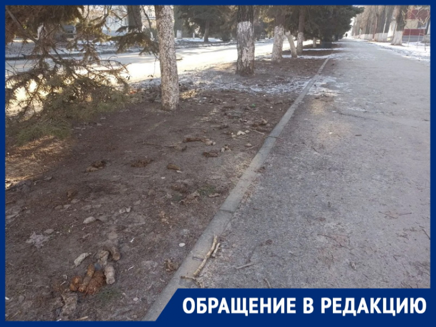 «Собачьи подарки» могут заразить людей паразитами!»: горожанка возмущена тем, что животные превратили улицу Ленина в отхожее место