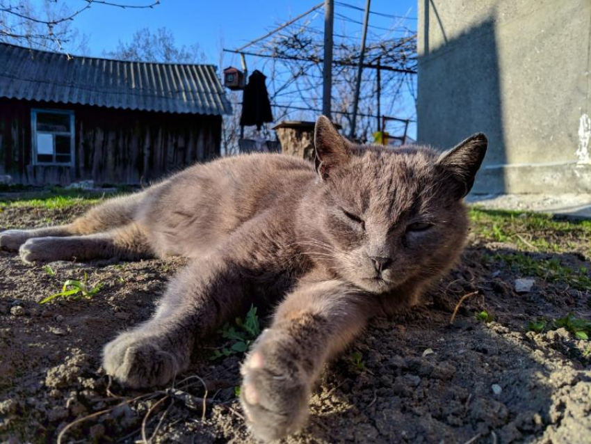 В Цимлянском районе сняли карантин, введенный из-за бешенства