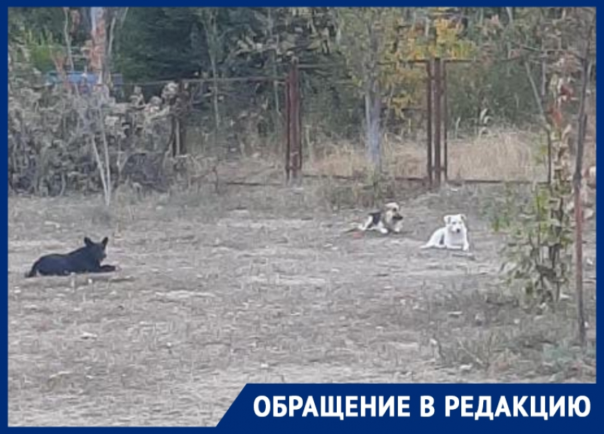 «Кидаются на детей»: три крупные собаки живут на территории детской поликлиники на Гагарина