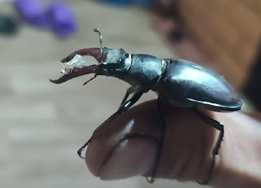 Способны спариваться 3 часа подряд: огромные жуки-олени стали проникать в дома волгодонцев