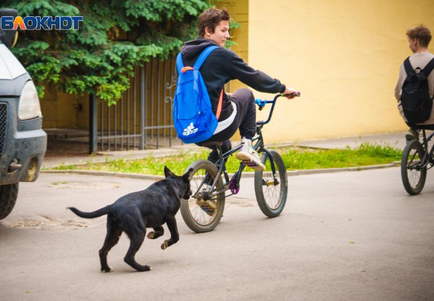 На отлов бездомных собак в Волгодонске дополнительно выделили более одного миллиона рублей