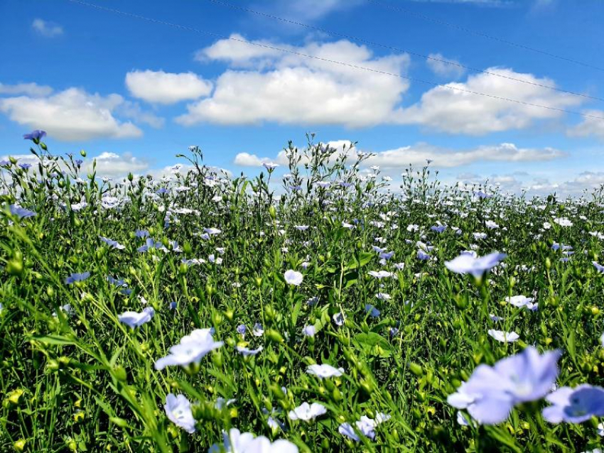 +29 и небольшой дождь обещают волгодонцам синоптики в первый день июля