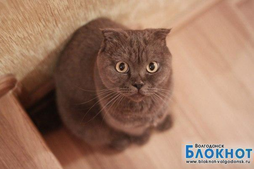Ричард - 70-й участник конкурса «Самый красивый кот Волгодонска»