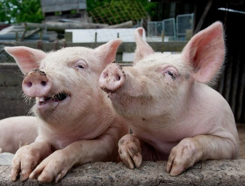 Волгодонские свиньи оказались в зоне риска