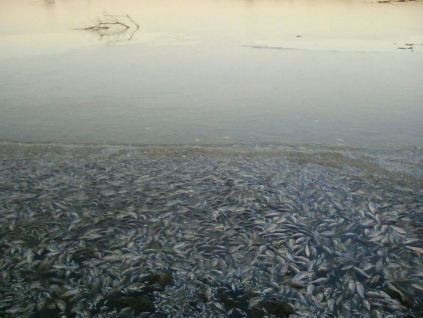 В Цимлянском районе произошла массовая гибель рыбы