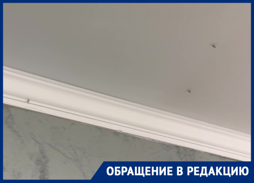 «Нас жрут кровососы»: жители МКД на Морской устали жить с комарами в квартирах