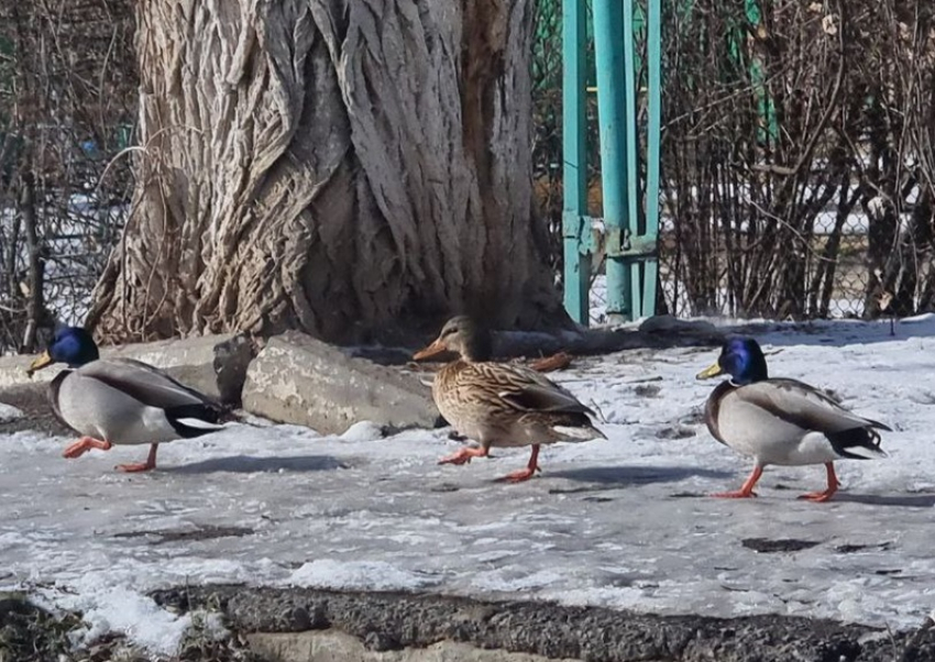 Две пары диких уток остались на зимовку в микрорайоне В-8