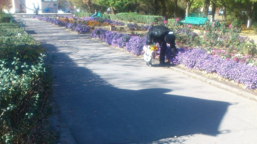 Волгодонцы «застукали» пожилую женщину на воровстве цветов с клумбы  