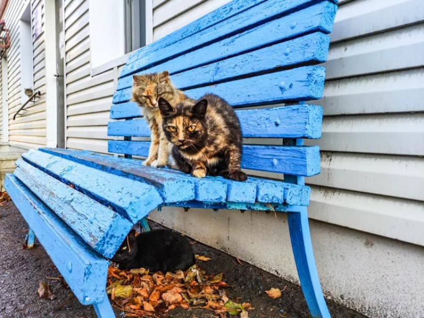 Теплая погода сохранится во Всемирный день животных в Волгодонске 