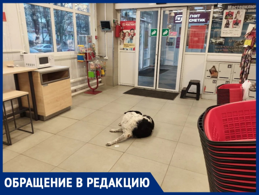 "Какую заразу она принесет?": горожанка возмущена разгуливающей собакой в продуктовом магазине