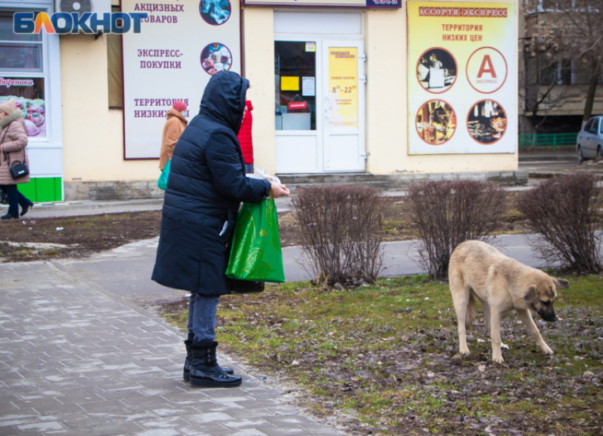 1 500 бездомных собак развелось на улицах Волгодонска