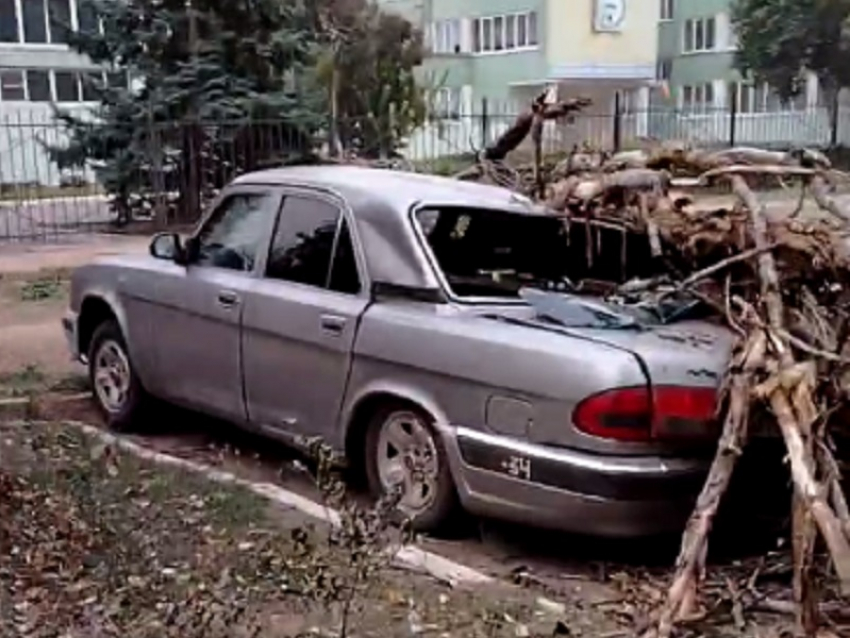 Тополь раздавил легковой автомобиль в районе педучилища в Волгодонске