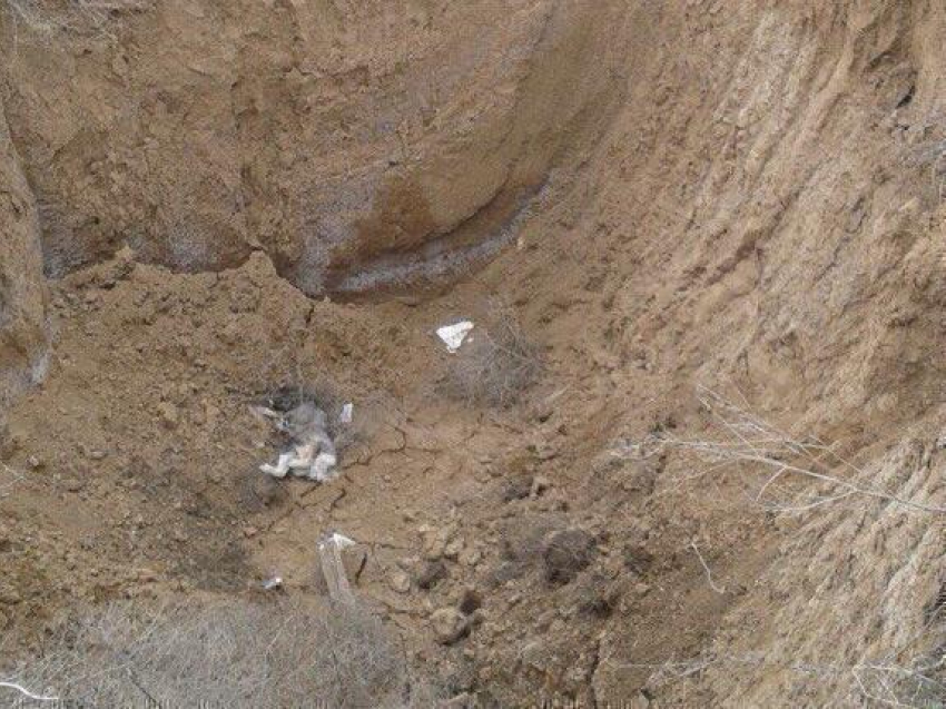Труп хаски с отрубленной головой нашли на окраине Волгодонска